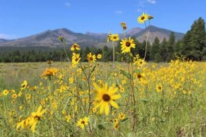 Sunflowers carpet meadow at Sunset Crater