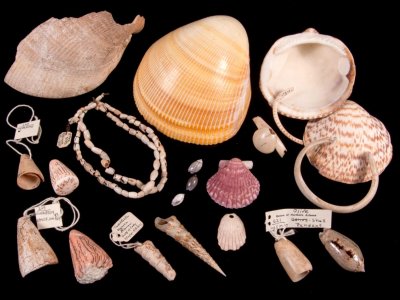 Modern-day shell and prehistoric shell artifacts from Wupatki Pueblo (Photo by Ryan Belnap and Dan Boone)