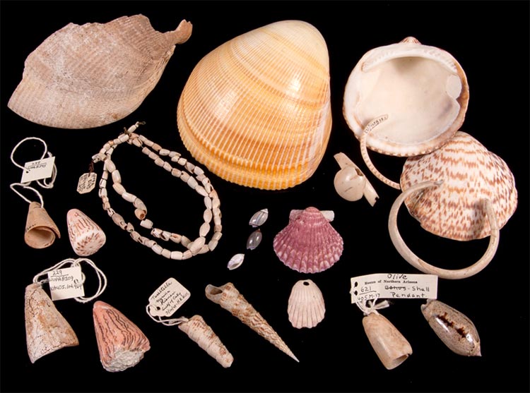 Modern-day shell and prehistoric shell artifacts from Wupatki Pueblo (Photo by Ryan Belnap and Dan Boone)