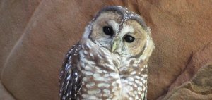 Mexican Spotted Owl