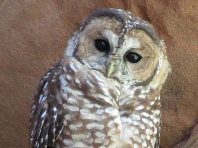 Mexican Spotted Owl