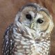 Mexican Spotted Owl