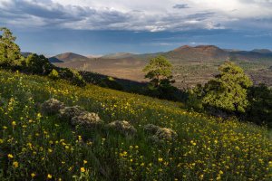 Late summer blooms in the O'Leary Peak and Sunset Crater Volcano area | Photo by Deborah Lee Soltesz, U.S. Forest Service Coconino National Forest