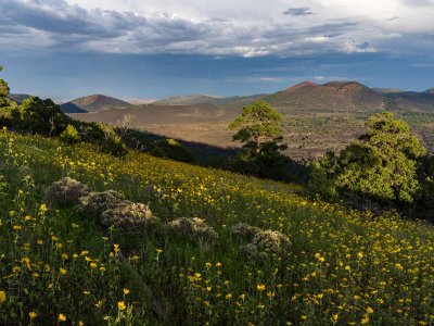 Late summer blooms in the O'Leary Peak and Sunset Crater Volcano area | Photo by Deborah Lee Soltesz, U.S. Forest Service Coconino National Forest