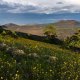 Late summer blooms in the O'Leary Peak and Sunset Crater Volcano area | Photo by Deborah Lee Soltesz, U.S. Forest Service Coconino National Forest