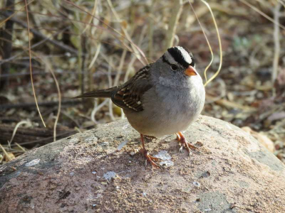 White Crowned Sparrow