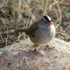 White Crowned Sparrow