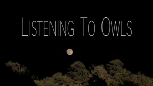 Listening to Owls