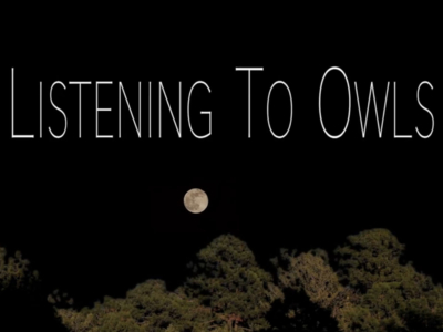 Listening to Owls